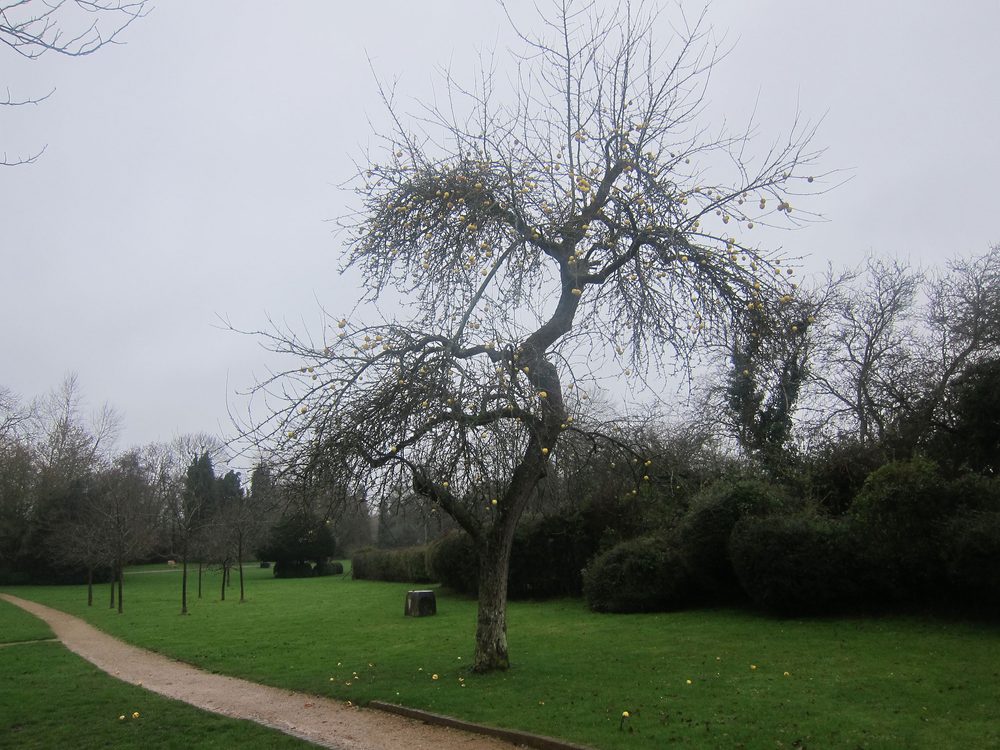 Henry Moore and apple trees | Henry Moore Foundation