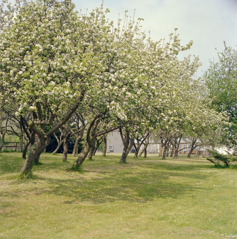 Henry Moore and apple trees | Henry Moore Foundation