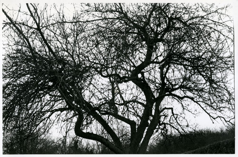 Henry Moore and apple trees | Henry Moore Foundation